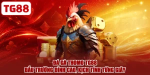 Đá Gà Thomo TG88 - Đấu Trường Đỉnh Cao, Kịch Tính Từng Giây