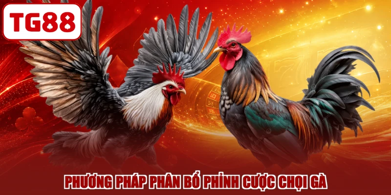 Phương pháp phân bổ phỉnh cược chọi gà
